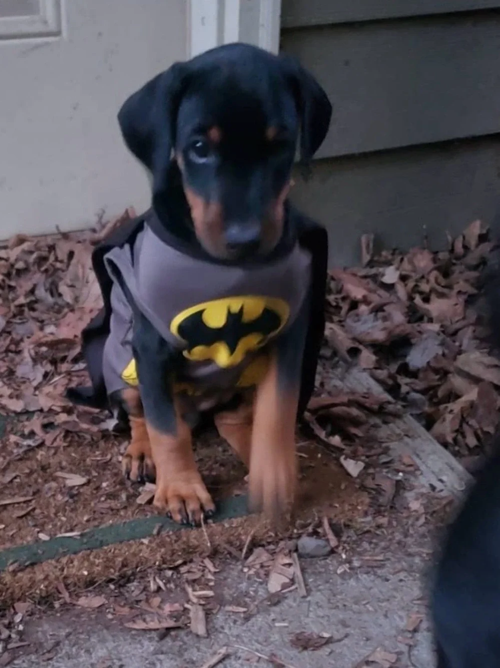 Batman Grey and Black dog Costume Shirt with Yellow Logo up to 20 lbs